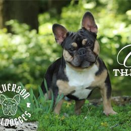 Cyrus - French Bulldog