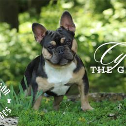 Cyrus - French Bulldog