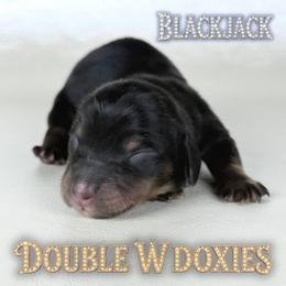 BLACKJACK - Black and tan male Dachshund puppy in Alto, Texas from Double W Doxies
