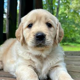 Mira - Golden female Golden Retriever puppy in Doniphan, Missouri from Stockford’s Golden Retrievers