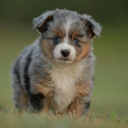 Rumi - Blue merle female Toy Australian Shepherd puppy in Hartman, Arkansas from Southern Edition Aussies