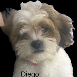 Diego - Gold and white male Shih Tzu puppy in Federal Way, Washington from Paola Martinez