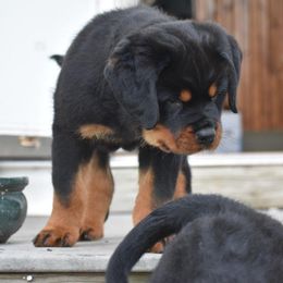 Rottweiler Puppies from Sharp Ridge Rottweilers