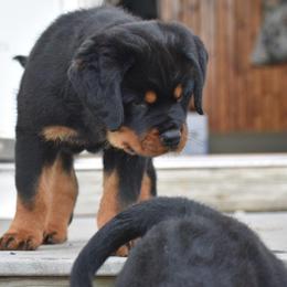 Rottweiler Puppies from Sharp Ridge Rottweilers