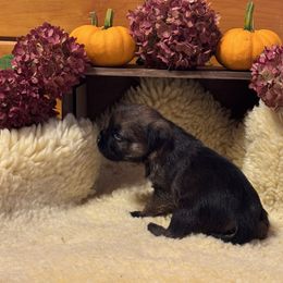 Girl 1 - Grizzle and tan female Border Terrier puppy in Hopkinton, Rhode Island from Small Wonders
