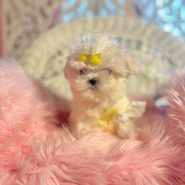 Spring - White and lemon Maltese puppy in Upland, California from Prime Paradise Kennel