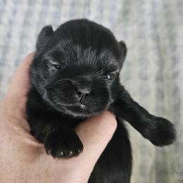 Shih Tzu Puppies from Lavender Lane Tzus