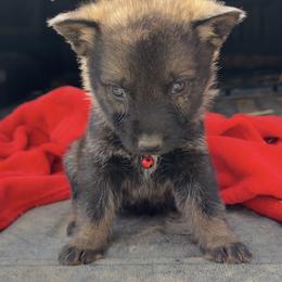 Tigger - Sable male German Shepherd puppy in Livingston, Kentucky from Illyria Dox & GSD