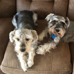 Miniature Schnauzers from Donna’s Snazzy Schnauzers