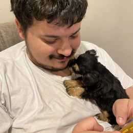 Schnoodle Puppies from Noodle Tings Puppies