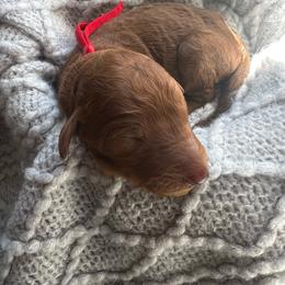 Red - Red  male Poodle puppy in Lima, Ohio from Buckeye Red Standard Poodles