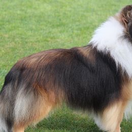 Shetland Sheepdogs from Maple Leaf Shelties