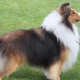 Shetland Sheepdogs from Maple Leaf Shelties