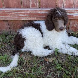 Purple - Parti Poodle puppy in Orange Park, Florida from Burt Family Poodles