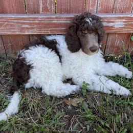 Purple - Parti Poodle puppy in Orange Park, Florida from Burt Family Poodles