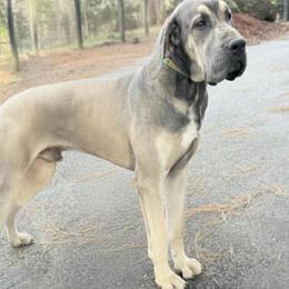 Allen's Ridge Ranch Litter Daddy - Mantle male Great Dane puppy in Greenville, South Carolina from Allen’s Ridge Ranch