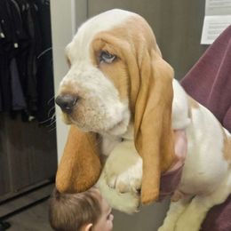 Tormund - Basset Hound puppy in Spokane Valley, Washington from Valley Basset Hounds