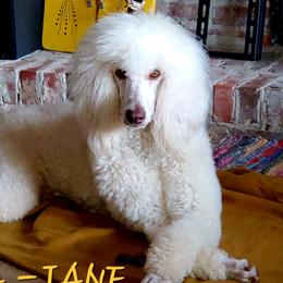 Wanda - Poodle