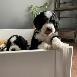 Bernedoodle Puppies from Hollie Walker's Bernedoodles