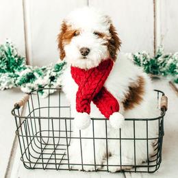 Bernedoodle Puppies from Country Creek Doodles