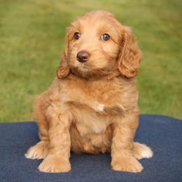 Cerelia - Caramel red female Australian Labradoodle puppy in Stanwood, Washington from Victoria Creek Australian Labradoodles