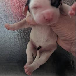 Fenloch Cheetah - Black white and tan female English Cocker Spaniel puppy in Phillips, Nebraska from Fenloch Gundogs