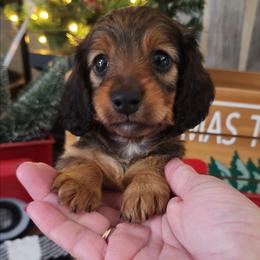 Mae - Wild boar female Dachshund puppy in Goodman, Missouri from Jessica's Dashing Dachsunds and Fancy Frenchies