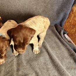 Wirehaired Pointing Griffon Puppies from Idaho Wirehaired Pointing Griffons