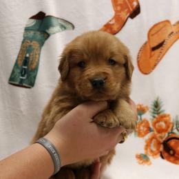 Colt - Dark golden male Golden Retriever puppy in New Weston, Ohio from Bertke AKC Golden Retrievers and Bernese Mountain Dogs