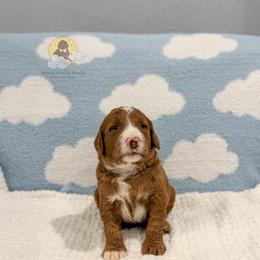 Strawberry Swirl - Red  female Goldendoodle puppy in Dallas County, Texas from Dream A Little Doodle