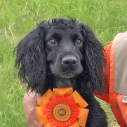 Brodie - English Cocker Spaniel