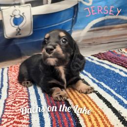 Jersey - Black and tan female Dachshund puppy in Grove, Oklahoma from Dachs on the lake