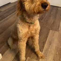 Aussiedoodles, Companion Crosses, and Goldendoodles from Woof Den Kennels
