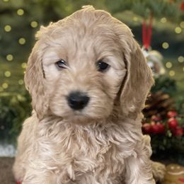 Australian Labradoodle Puppies from Quail Creek Doodles