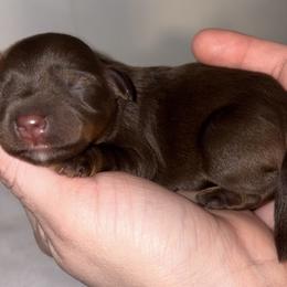 Chocolate Girl with facial markings. - Liver female Miniature Schnauzer puppy in Hillsville, Virginia from Valley View schnauzers