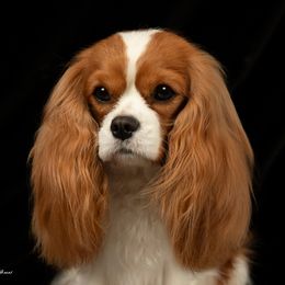 Abbey - Cavalier King Charles Spaniel