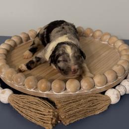 Basil - Blue merle male Aussiedoodle puppy in Cartersville, Georgia from Simply Blessed Doodles