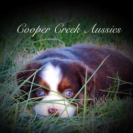 Miniature Australian Shepherd and Toy Australian Shepherd Puppies from Cooper Creek Aussies