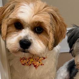 Shorkies from Sensational Shorkies