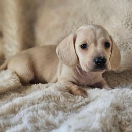 Green collar - Cream male Dachshund puppy in Pasco, Washington from Loyal Lil Dachshunds