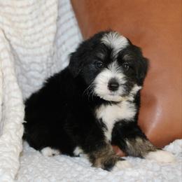 Mistletoe - Black and white male Bernedoodle puppy in Apple Creek, Ohio from Arlene Hershberger