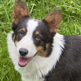 Poppy - Blue Pembroke Welsh Corgi puppy in Woodland, Washington from MB Acres Corgis