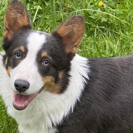 Poppy - Blue Pembroke Welsh Corgi puppy in Woodland, Washington from MB Acres Corgis