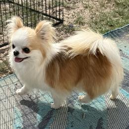 Boomer - Red and white male Chihuahua puppy in Spring Hill, Florida from Stardom Chihuahuas & CKCS
