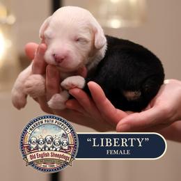 Liberty - Gray and white female Old English Sheepdog puppy in Cleveland, Tennessee from Narrow Path Old English & Sheepadoodles