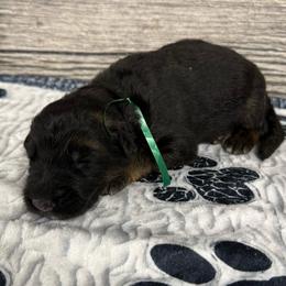 Hami green - Black and red male German Shepherd puppy in Herrick, South Dakota from Dakota Shepherds Kennels