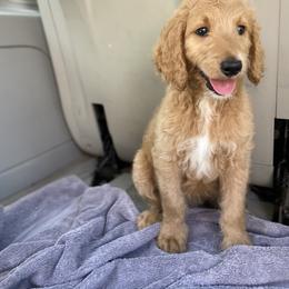 Aussiedoodle and Goldendoodle Puppies from Cuddly Doodles