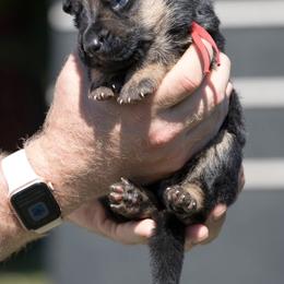 German Shepherd Puppies from Vom Haus Rabenstein