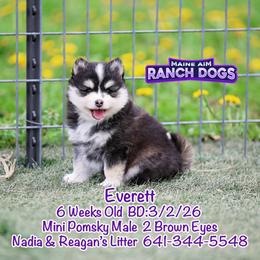 Everett - Black and white male Pomsky puppy in Humeston, Iowa from M.A.R. Dogs