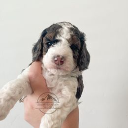 Goldendoodle Puppies from Eagle Mountain Doodles